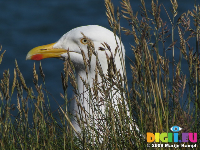 SX07505 Head of Herring Gull (Larus argentatus) poking up through grass